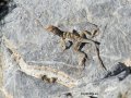 slate range lizard