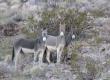 donkeys Argus Wilderness
